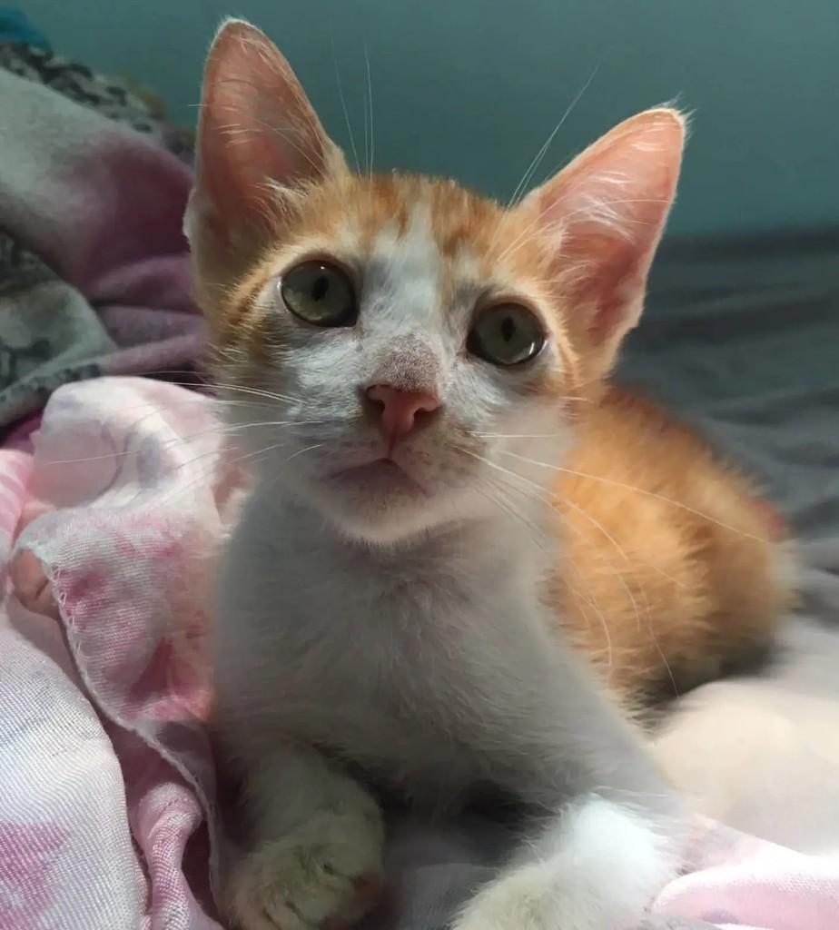 Principe Laranjinha, gato de porte pequeno para adoção em Salvador - BA