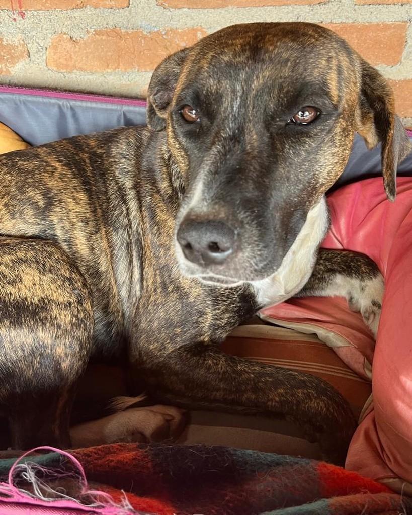 Tigresa, cadela de porte médio para adoção em Mogi das Cruzes - SP