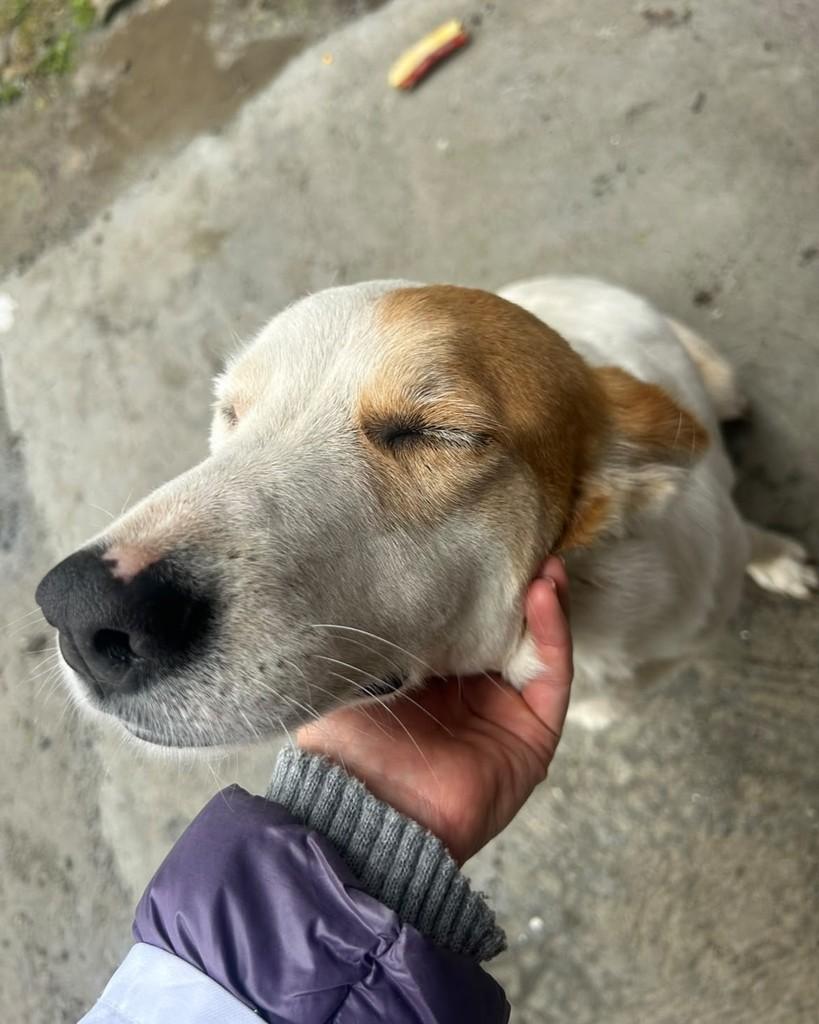 Tequila, cadela de porte médio para adoção em Mogi das Cruzes - SP — foto 2 de 4