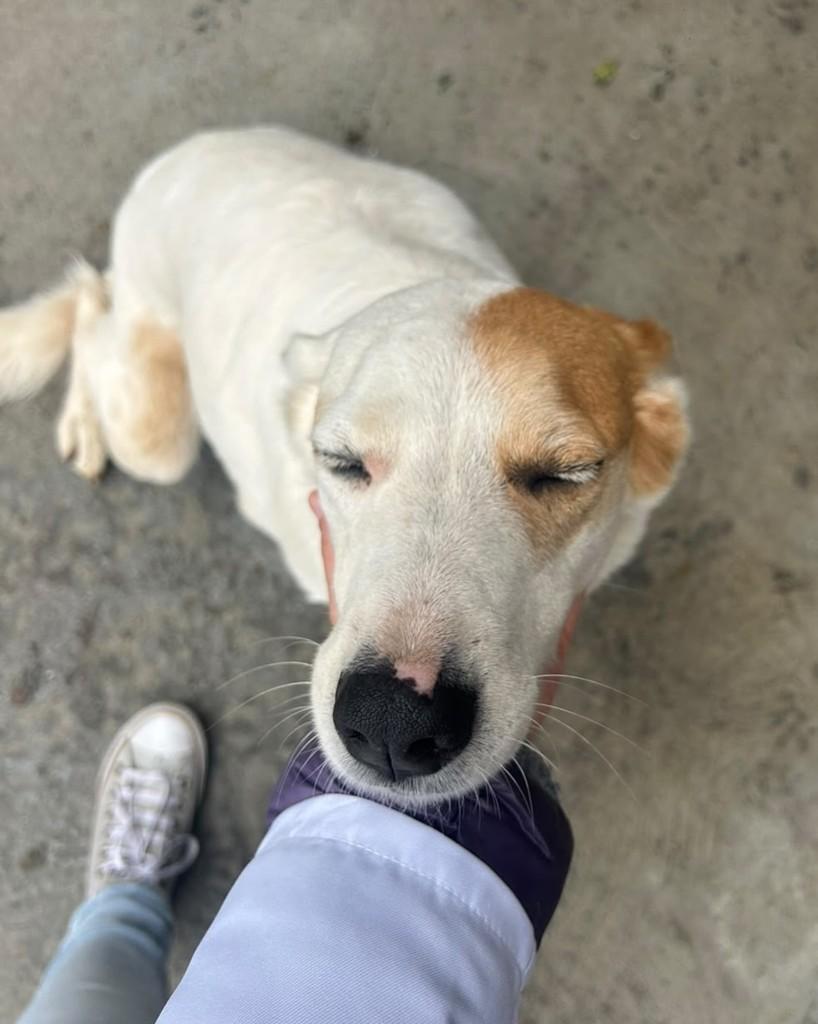 Tequila, cadela de porte médio para adoção em Mogi das Cruzes - SP — foto 3 de 4