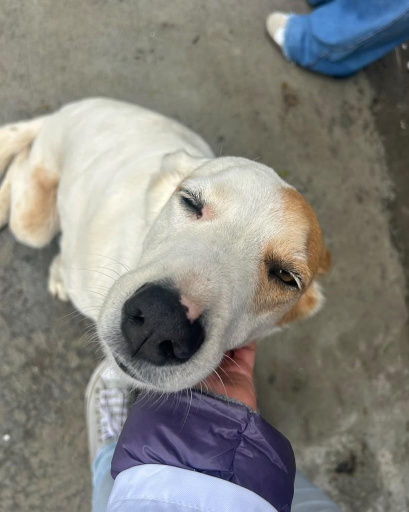 Tequila, cadela de porte médio para adoção em Mogi das Cruzes - SP — foto 4 de 4