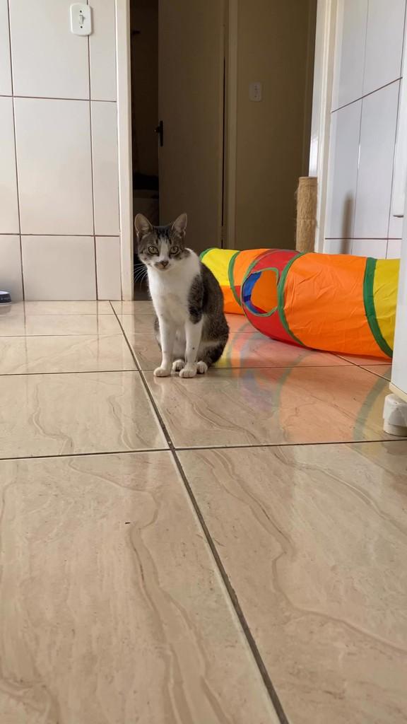 Linda, gato de porte pequeno para adoção em Caxambu - MG