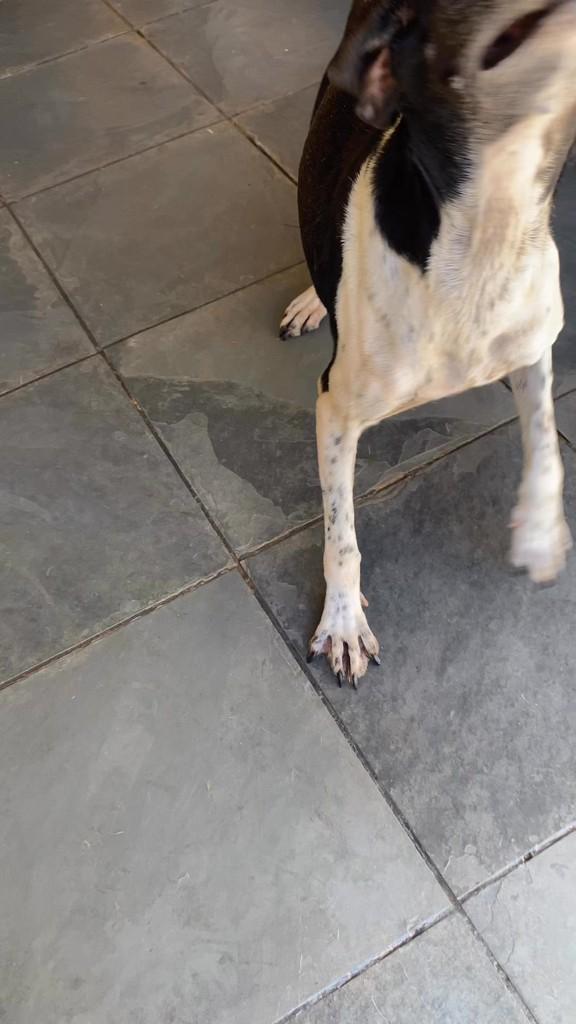 Magrela, cachorro de porte médio para adoção em Caxambu - MG