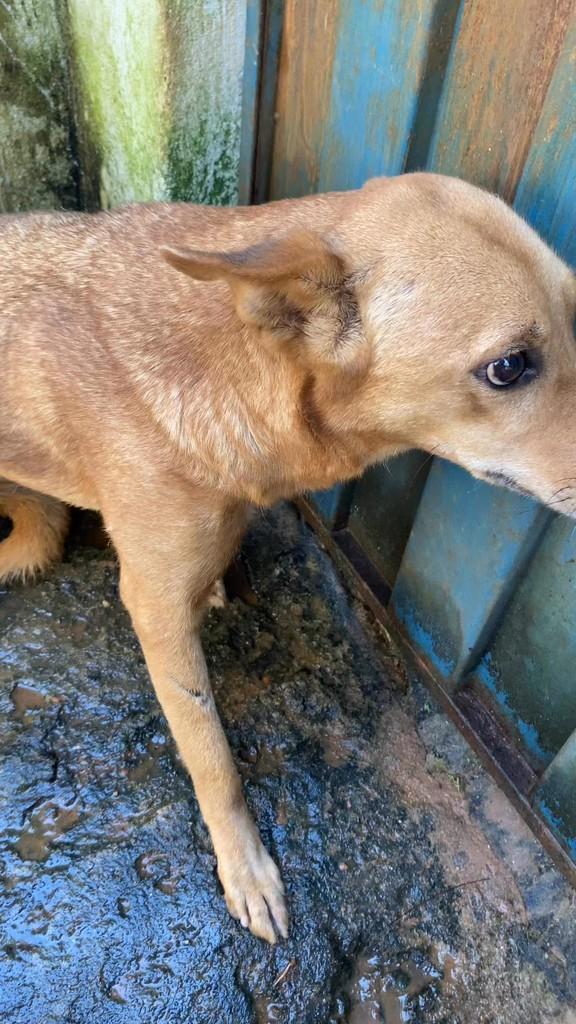 Caramelo, cachorro de porte pequeno para adoção em Caxambu - MG