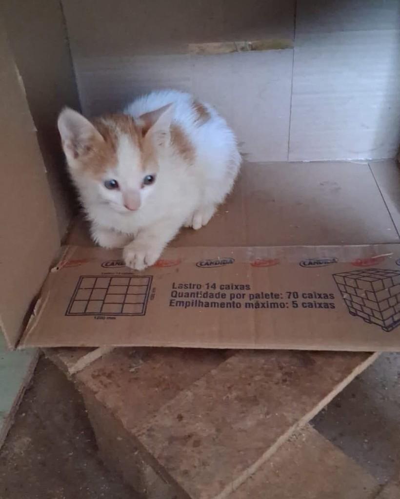 Gatinhos, gato de porte pequeno para adoção em Caxambu - MG