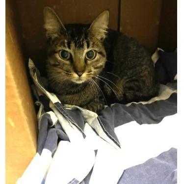 Noturna, gato para adoção em Caxambu - MG