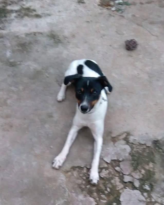 Fox Paulistinha, cachorro de porte pequeno para adoção em Caxambu - MG