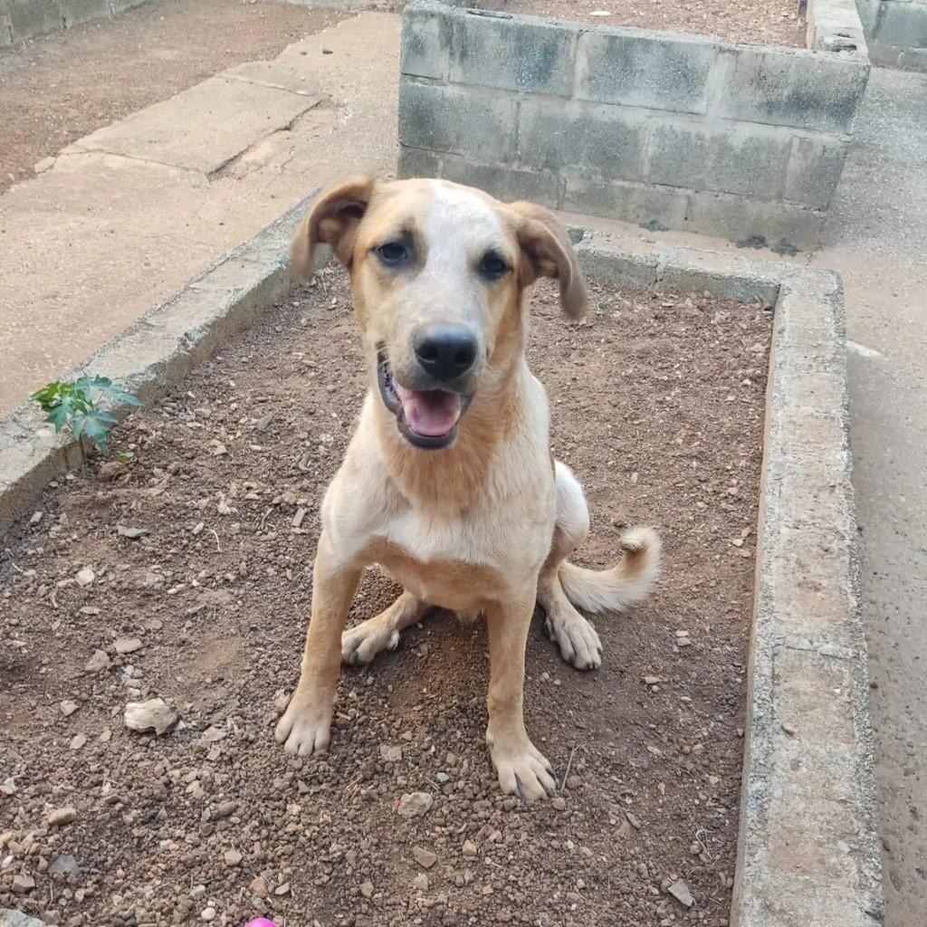 Patinha, cachorro de porte grande para adoção em Pedro Leopoldo - MG
