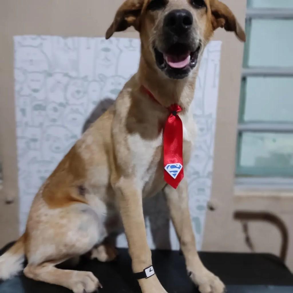 Patinha, cachorro de porte grande para adoção em Pedro Leopoldo - MG — foto 2 de 5