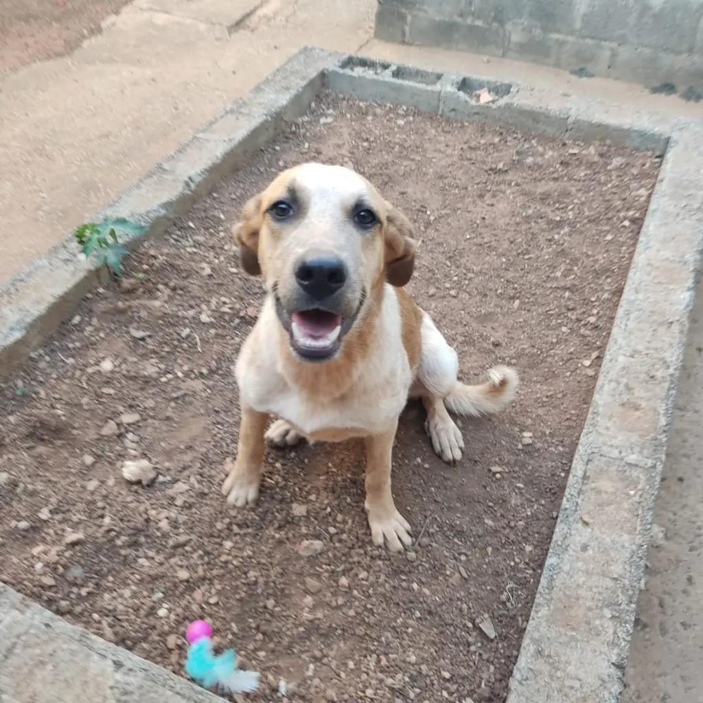 Patinha, cachorro de porte grande para adoção em Pedro Leopoldo - MG — foto 3 de 5