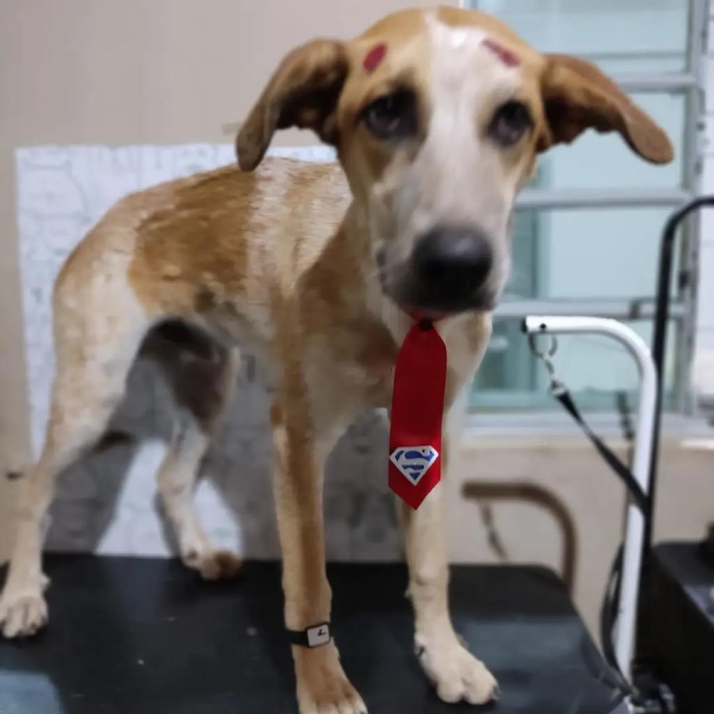 Patinha, cachorro de porte grande para adoção em Pedro Leopoldo - MG — foto 4 de 5