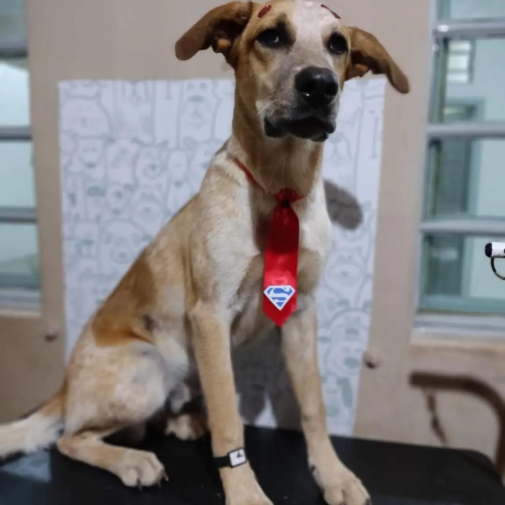 Patinha, cachorro de porte grande para adoção em Pedro Leopoldo - MG — foto 5 de 5