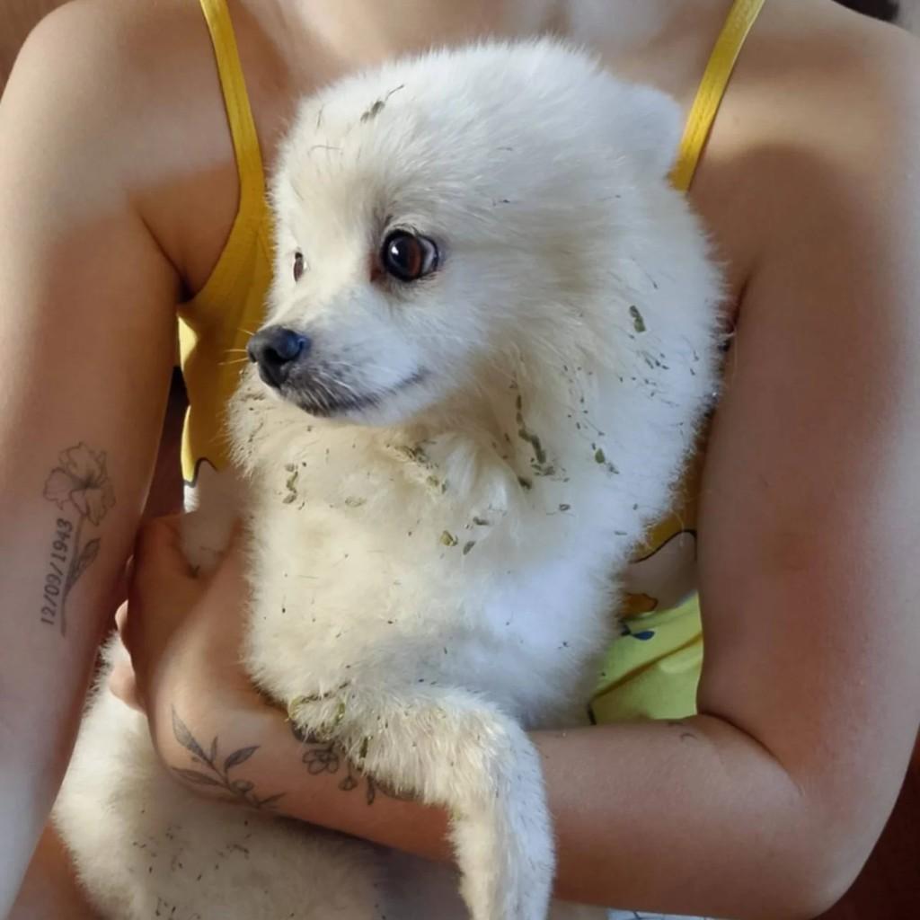 Spitz Alemão (Lulu da Pomerânia), cachorro de porte pequeno para adoção em Itajubá - MG
