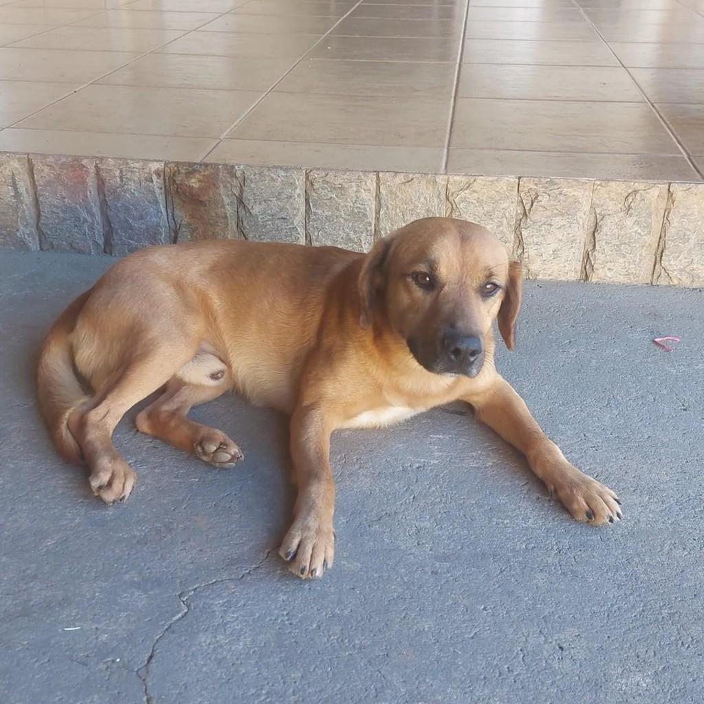 Caramelo, cachorro de porte pequeno para adoção em Itajubá - MG