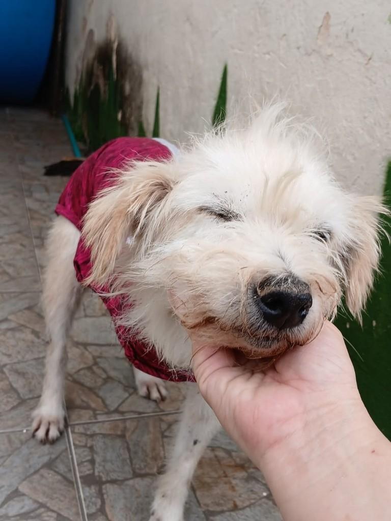 Algodão Doce, cadela de porte pequeno para adoção em Itajubá - MG