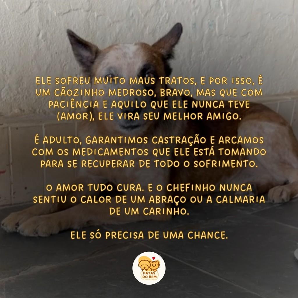 Chefinho, cachorro de porte médio para adoção em Itajubá - MG
