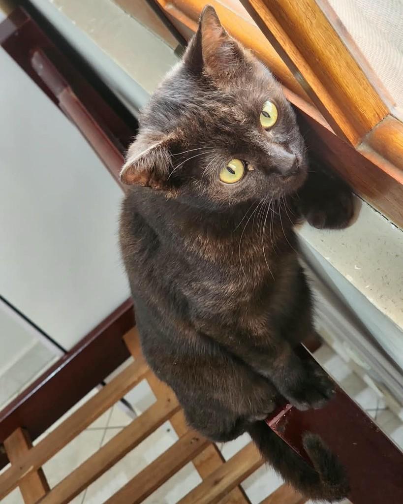 Romeu, gato de porte pequeno para adoção em Itajubá - MG