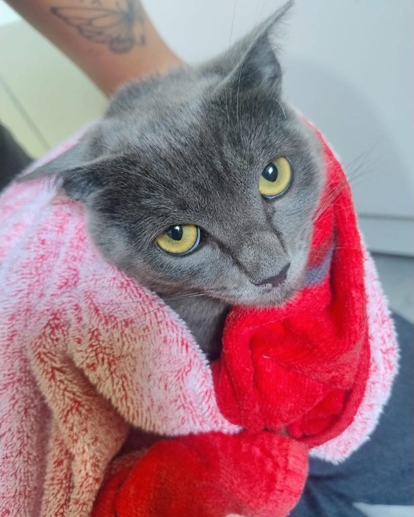 Velma, gata de porte pequeno para adoção em Itajubá - MG