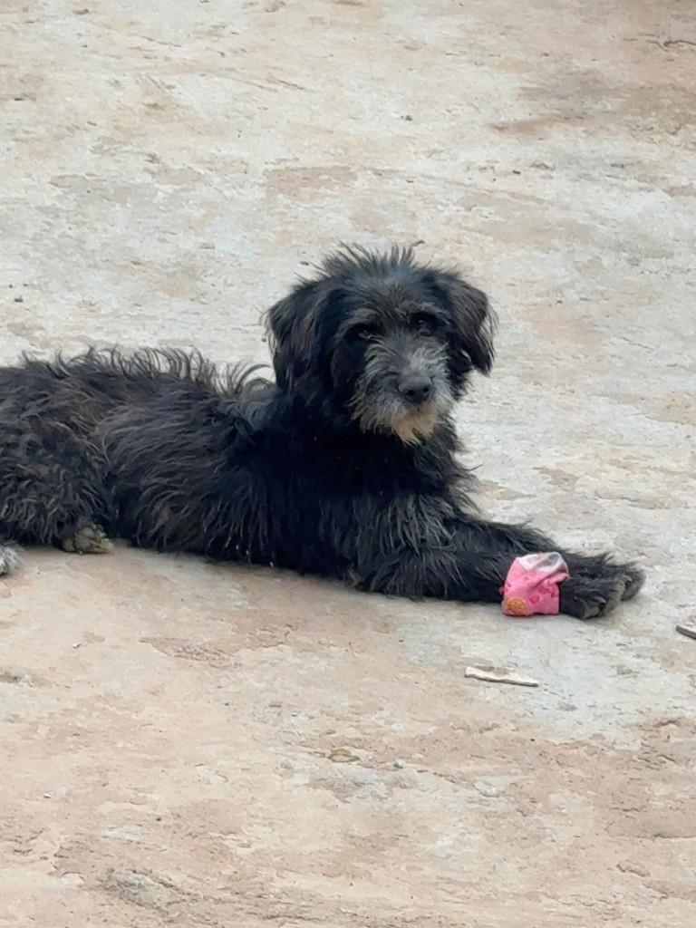 Betinho, cachorro de porte médio para adoção em Mairiporã - SP