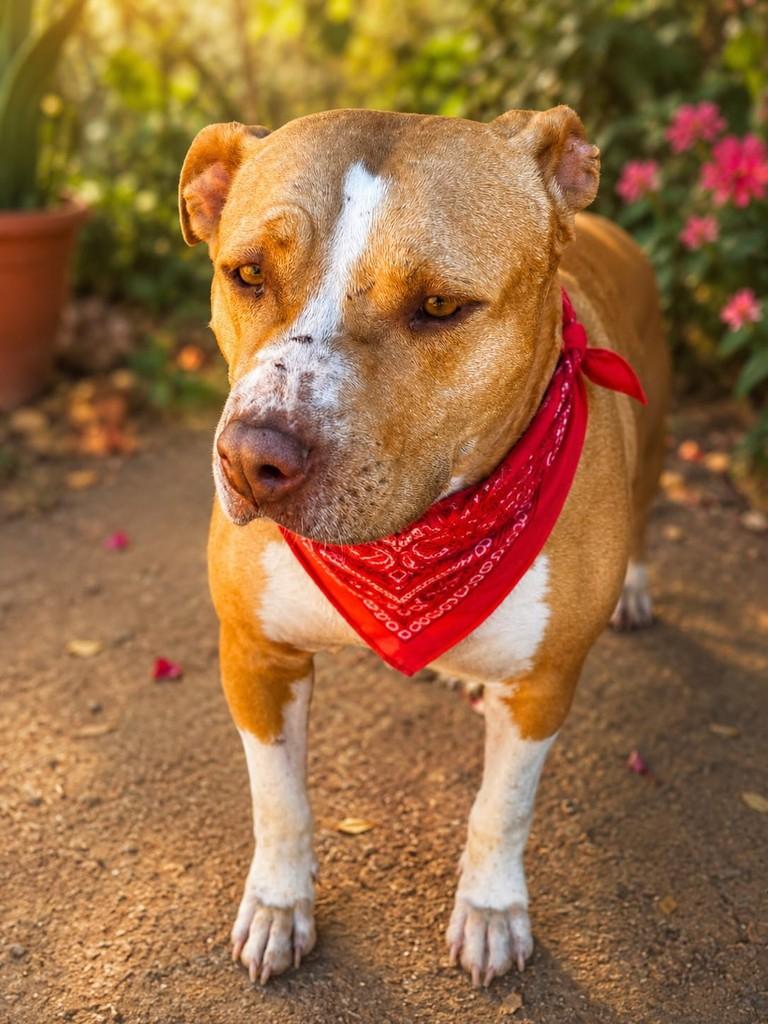 Safira, cachorro de porte médio para adoção em Mairiporã - SP