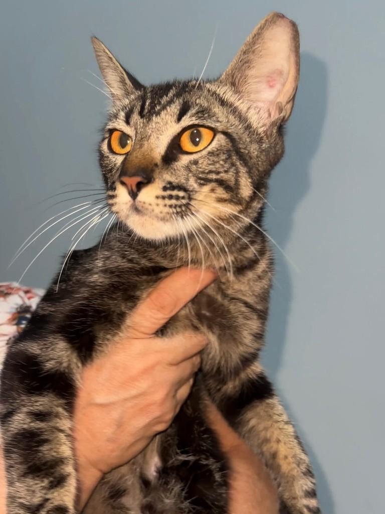 Lui, gato de porte pequeno para adoção em Goiânia - GO