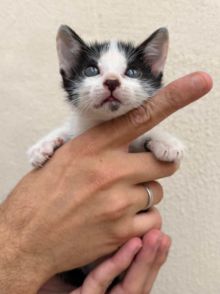 Dengo, gato de porte pequeno para adoção em Goiânia - GO