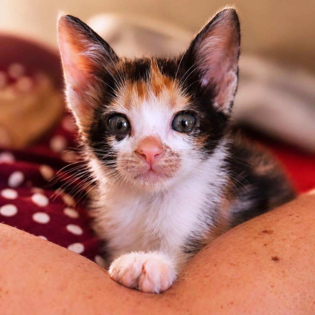 Diana, gato de porte pequeno para adoção em Goiânia - GO