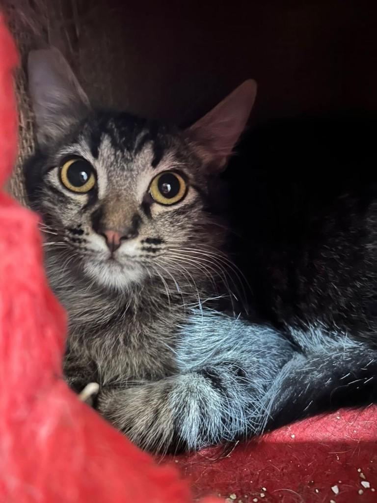Matheus, gato para adoção em Goiânia - GO