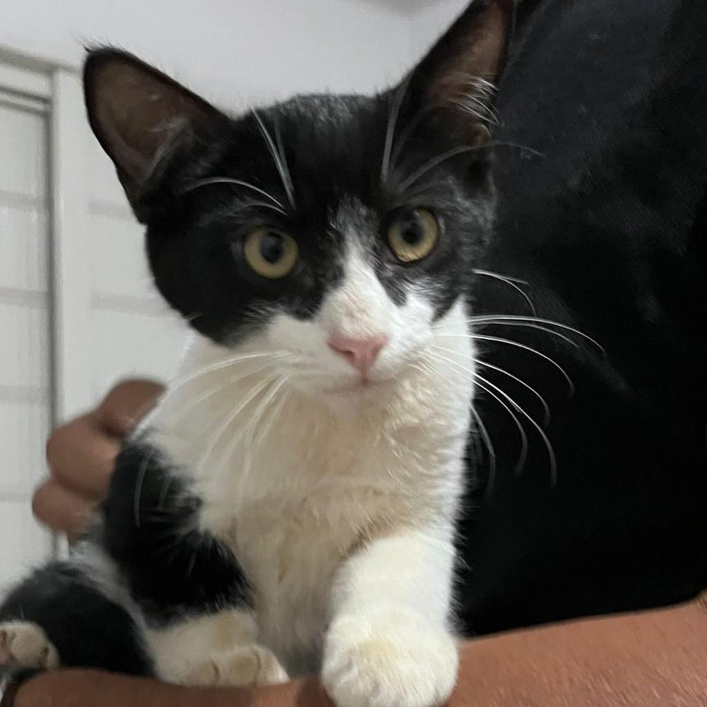 Tom, gato para adoção em Goiânia - GO