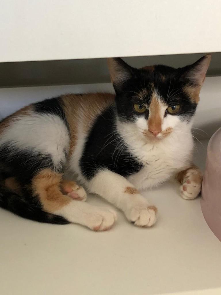 Shakira, gata de porte pequeno para adoção em Goiânia - GO