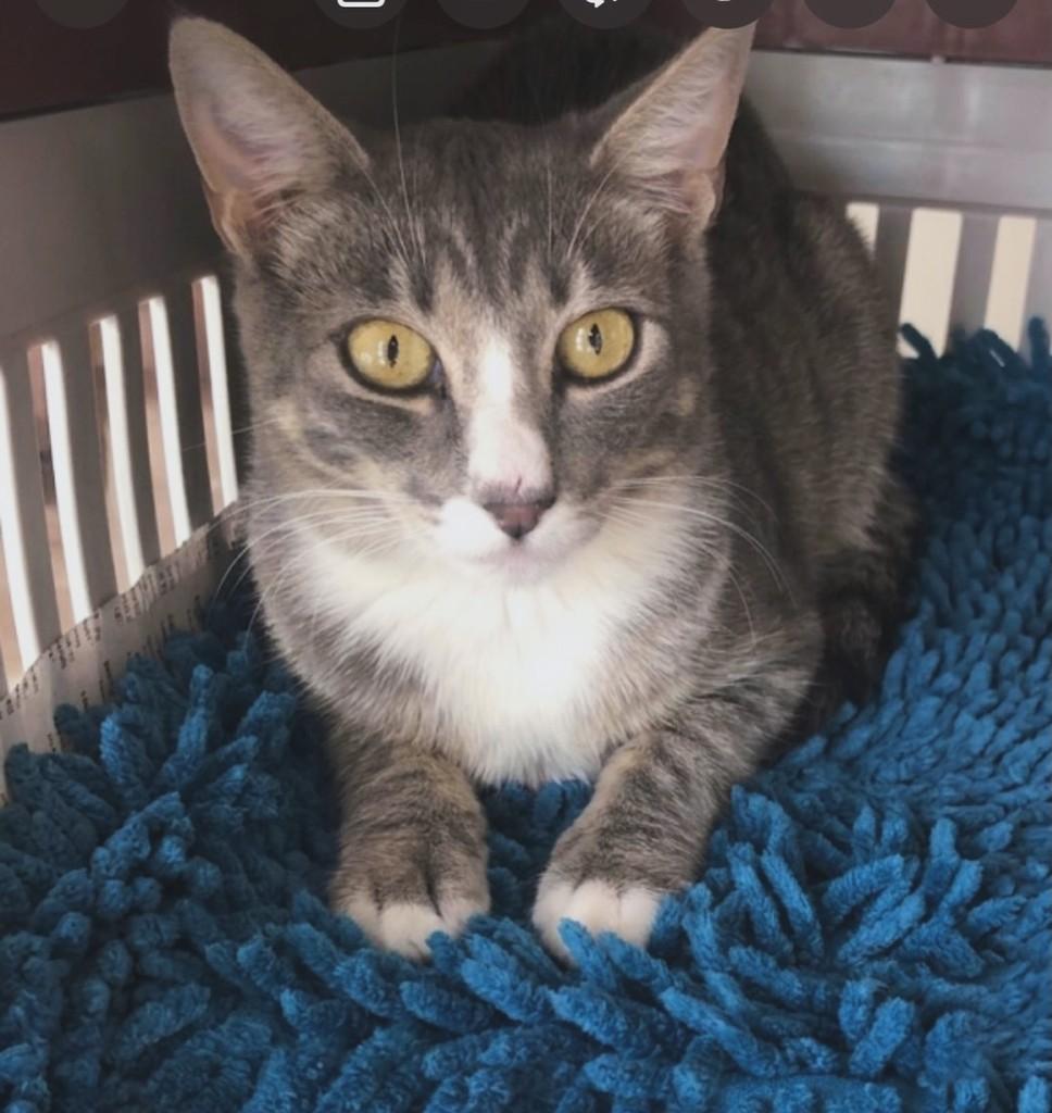 Francesinha, gata de porte pequeno para adoção em Goiânia - GO