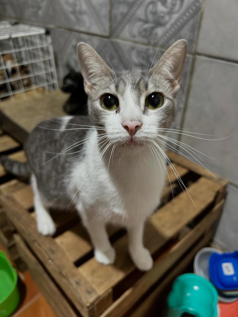 Cebolinha, gato de porte pequeno para adoção em Goiânia - GO