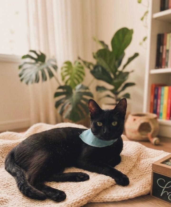 Lupita, gata de porte pequeno para adoção em Goiânia - GO