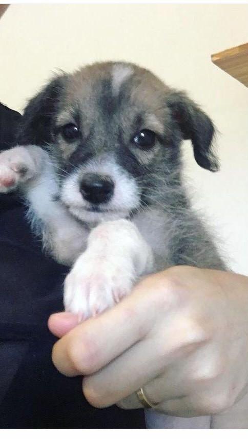 Bruno, cachorro de porte pequeno para adoção em Goiânia - GO