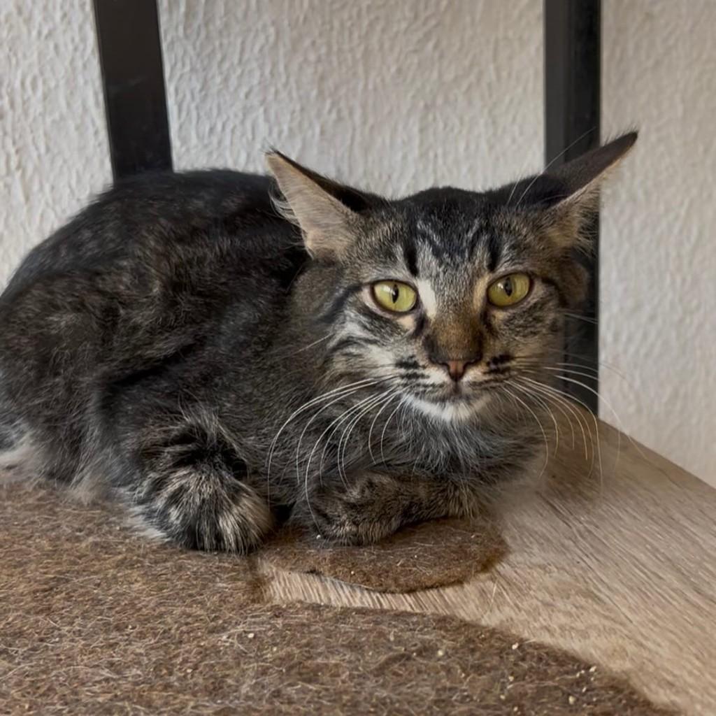 Mateus, gato de porte médio para adoção em Goiânia - GO