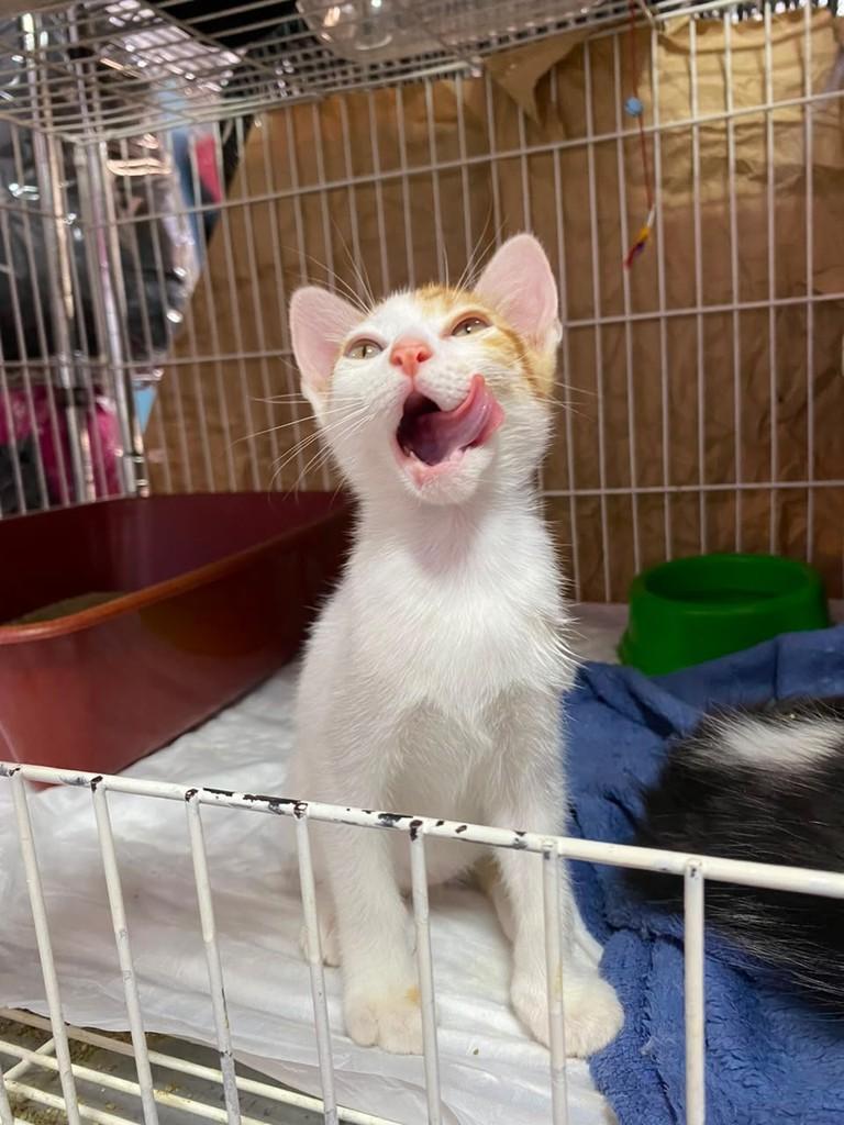 Açafrão, gato de porte pequeno para adoção em Goiânia - GO