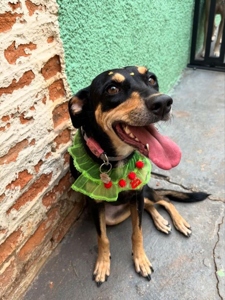 Flora, cachorro de porte pequeno para adoção em Goiânia - GO