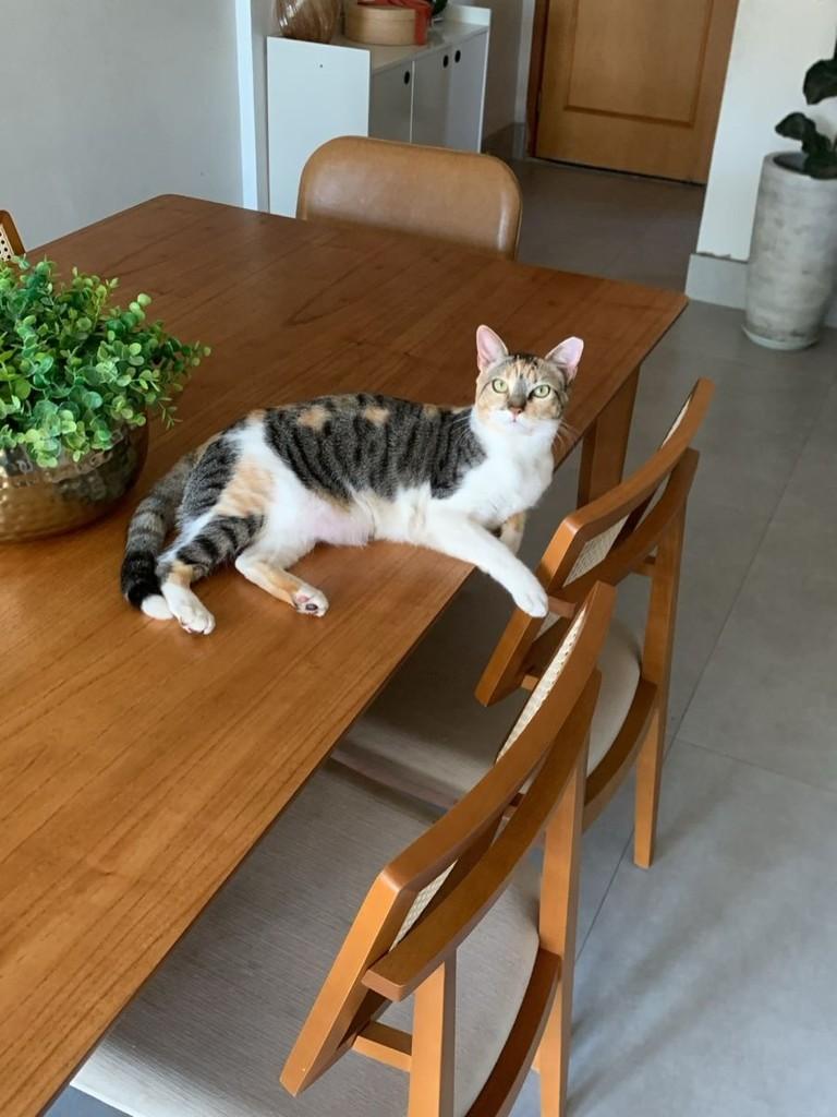 Celine, gato de porte pequeno para adoção em Goiânia - GO