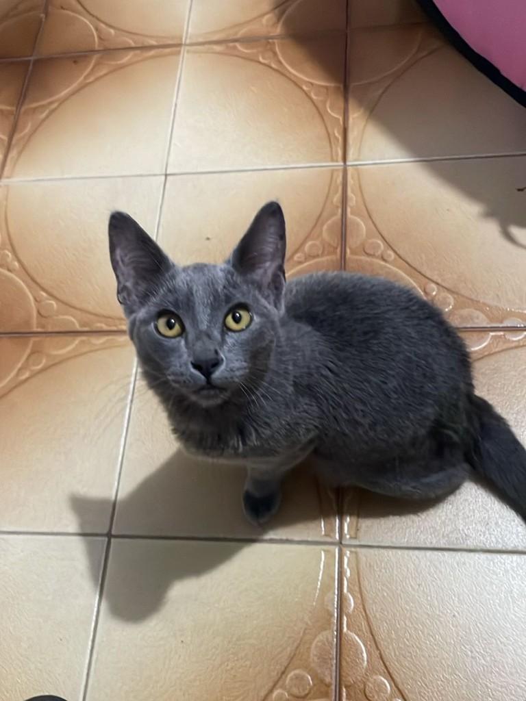Açaí, gato de porte pequeno para adoção em Goiânia - GO