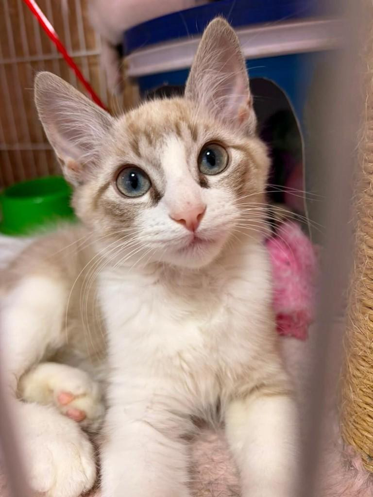 Milo, gato de porte pequeno para adoção em Goiânia - GO