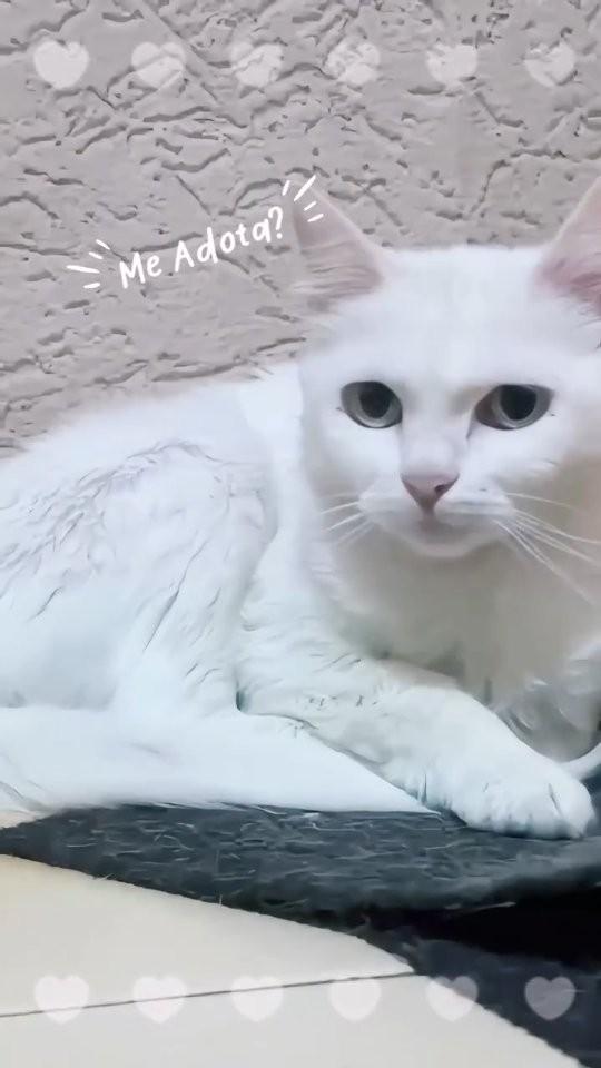 Blanche, gata de porte médio para adoção em Goiânia - GO
