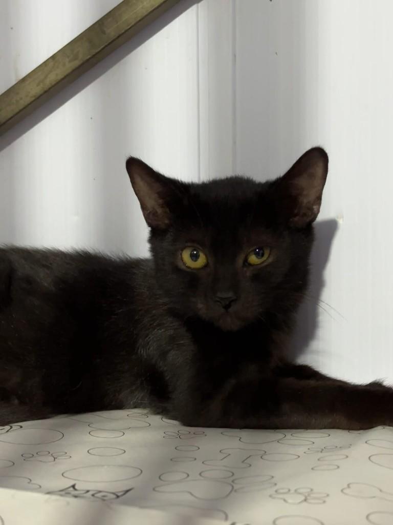 Pantera, gato de porte pequeno para adoção em Goiânia - GO