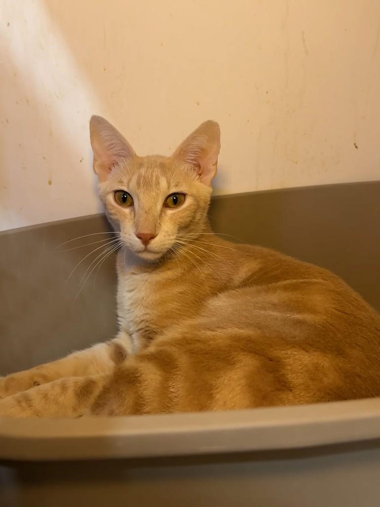 Lelinho, gato de porte pequeno para adoção em Goiânia - GO