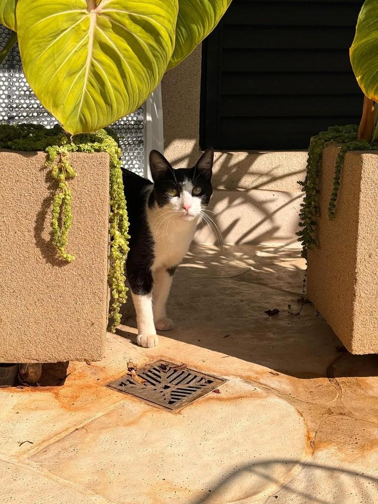 Mimi, gato de porte pequeno para adoção em Goiânia - GO