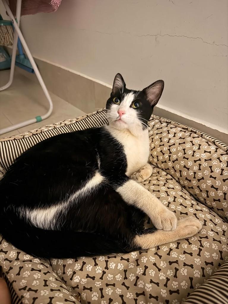 Mimi, gato de porte pequeno para adoção em Goiânia - GO — foto 2 de 5