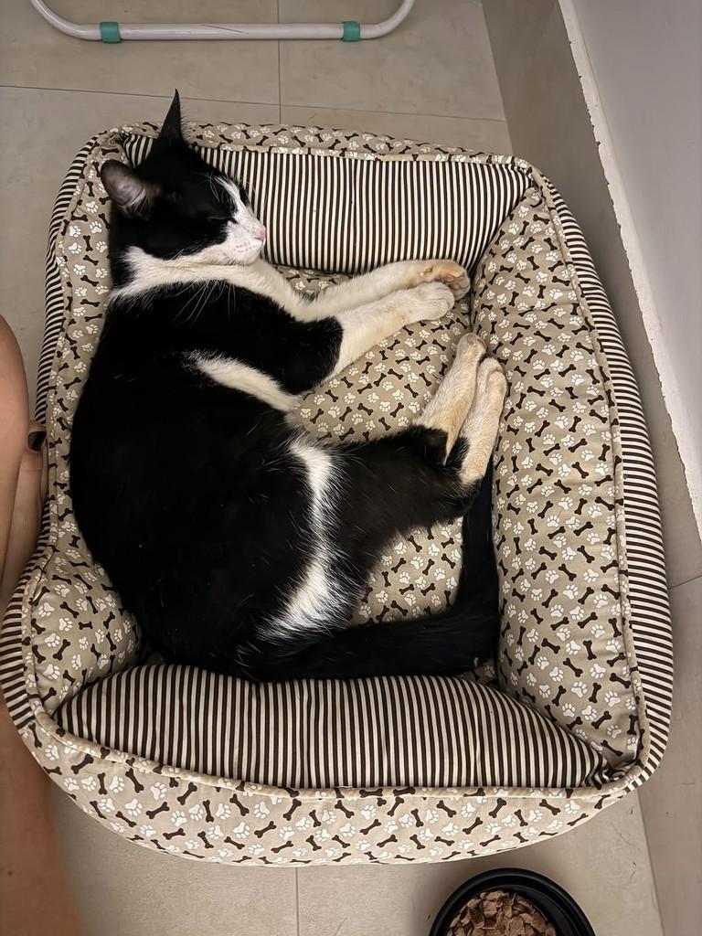 Mimi, gato de porte pequeno para adoção em Goiânia - GO — foto 3 de 5