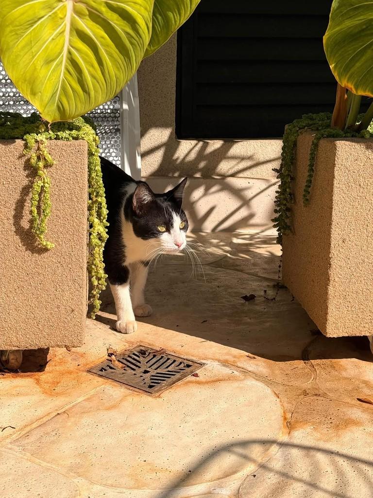 Mimi, gato de porte pequeno para adoção em Goiânia - GO — foto 4 de 5