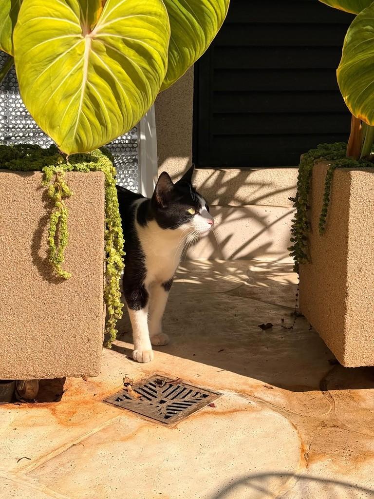 Mimi, gato de porte pequeno para adoção em Goiânia - GO — foto 5 de 5