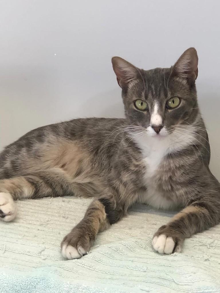 Fran, gata de porte médio para adoção em Goiânia - GO