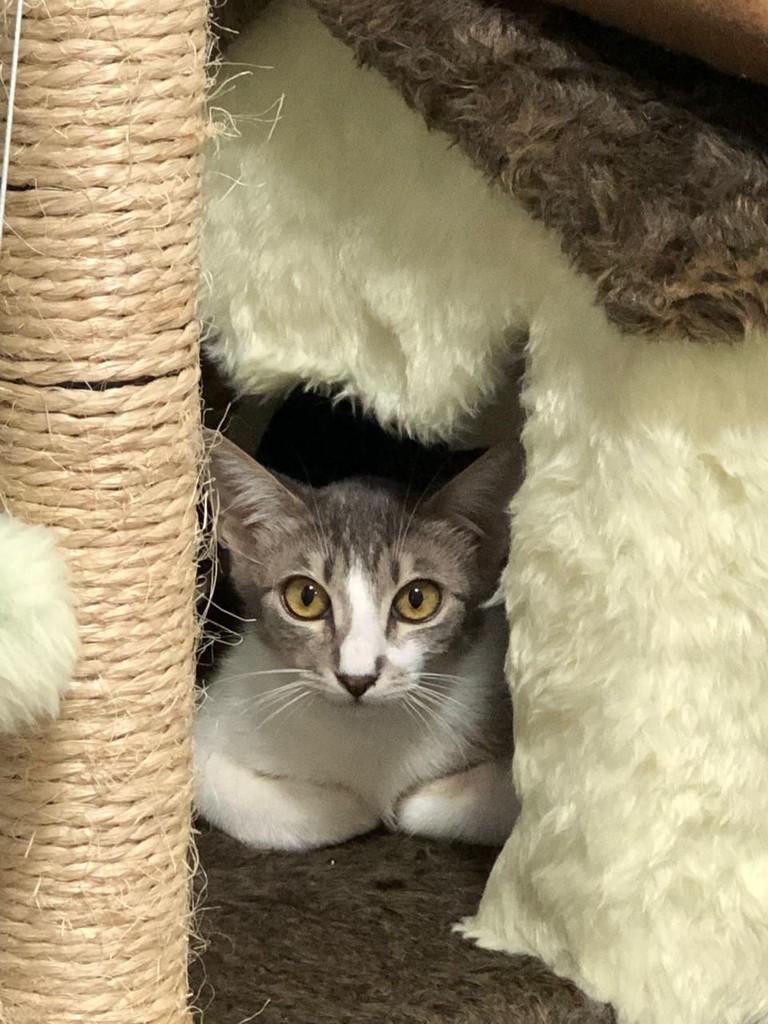 Pitica, gata de porte pequeno para adoção em Goiânia - GO